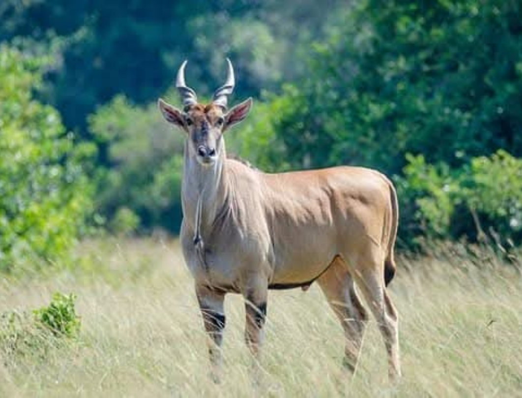 12 Days Best Of Uganda