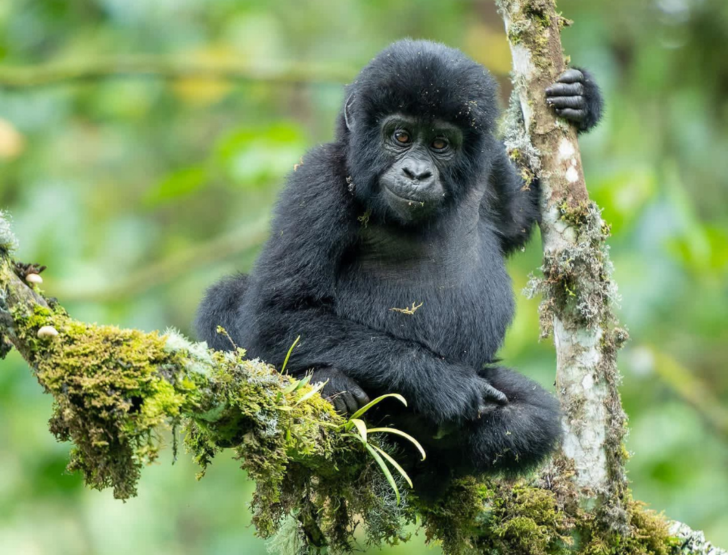 3 Days Gorrilla Trekking Safari