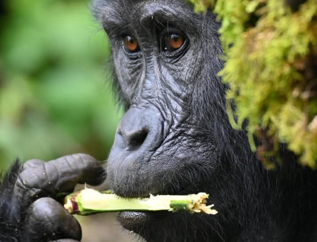 3 Days Gorrilla Trekking Safari
