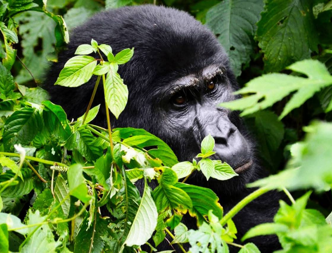 4 Days Gorilla Trekking And Lake Bunyonyi Safari