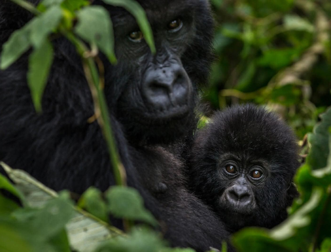 4 Days Gorilla Trekking And Lake Bunyonyi Safari