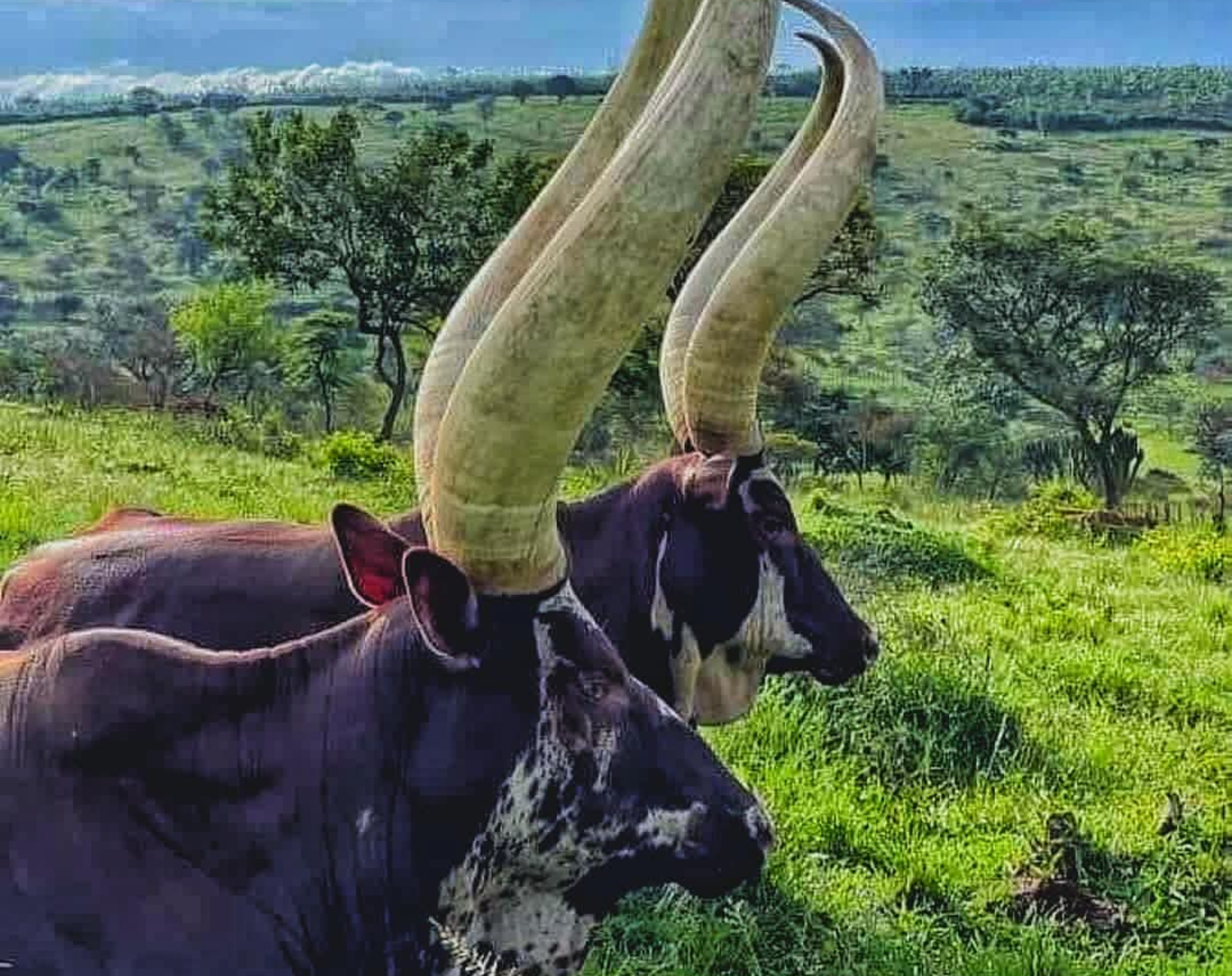 4 Days Uganda Walking Safari – Lake Mburo & Bwindi Experience
