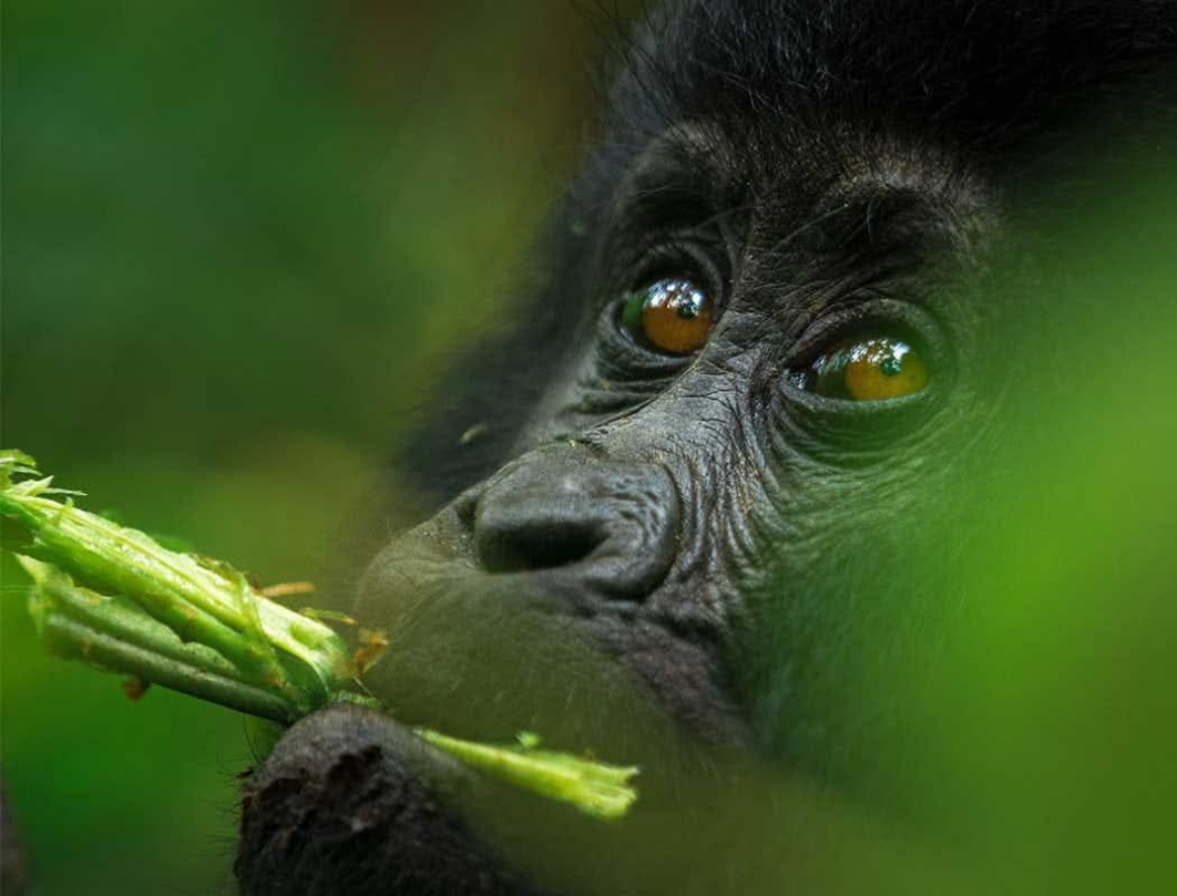 4 Days Uganda Walking Safari – Lake Mburo & Bwindi Experience