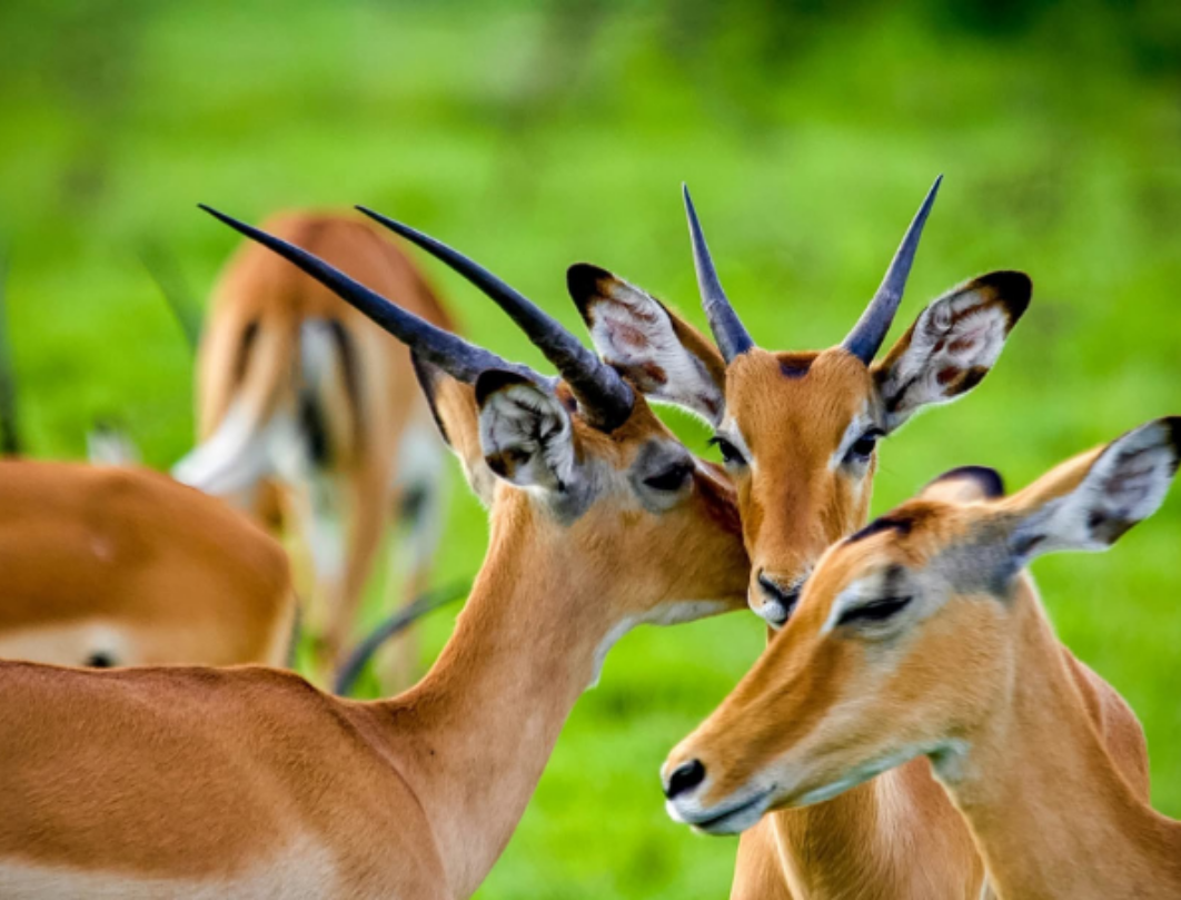 4 Days Uganda Walking Safari – Lake Mburo & Bwindi Experience