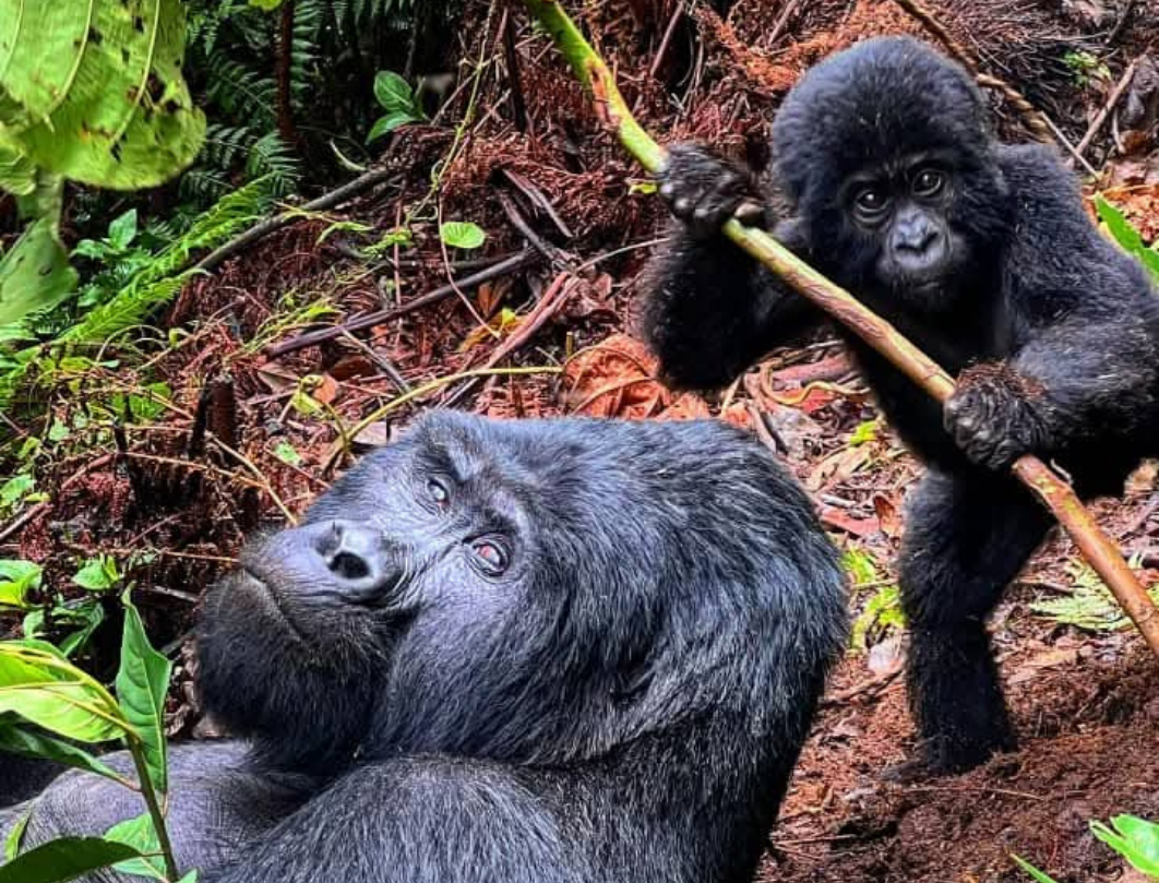 4 Days Uganda Walking Safari – Lake Mburo & Bwindi Experience