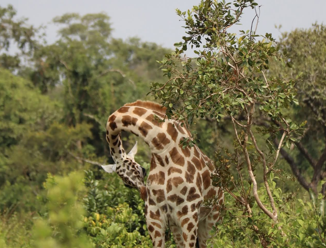 Murchison Falls & Ziwa Rhino Sanctuary