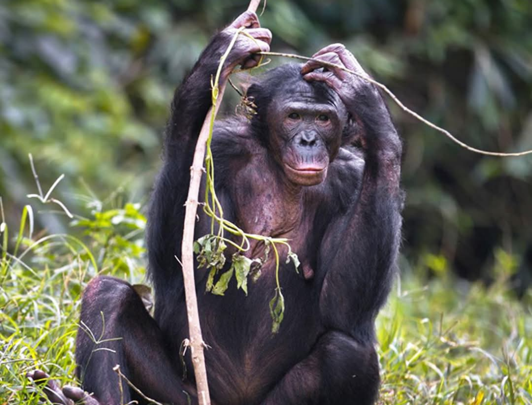 5 Days Uganda Safari – Murchison Falls & Chimpanzee Tracking Adventure