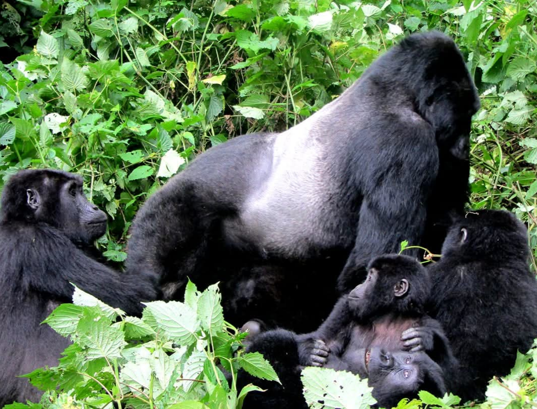  5 Days Uganda Safari Gorillas,Wildlife & Lake Bunyonyi
