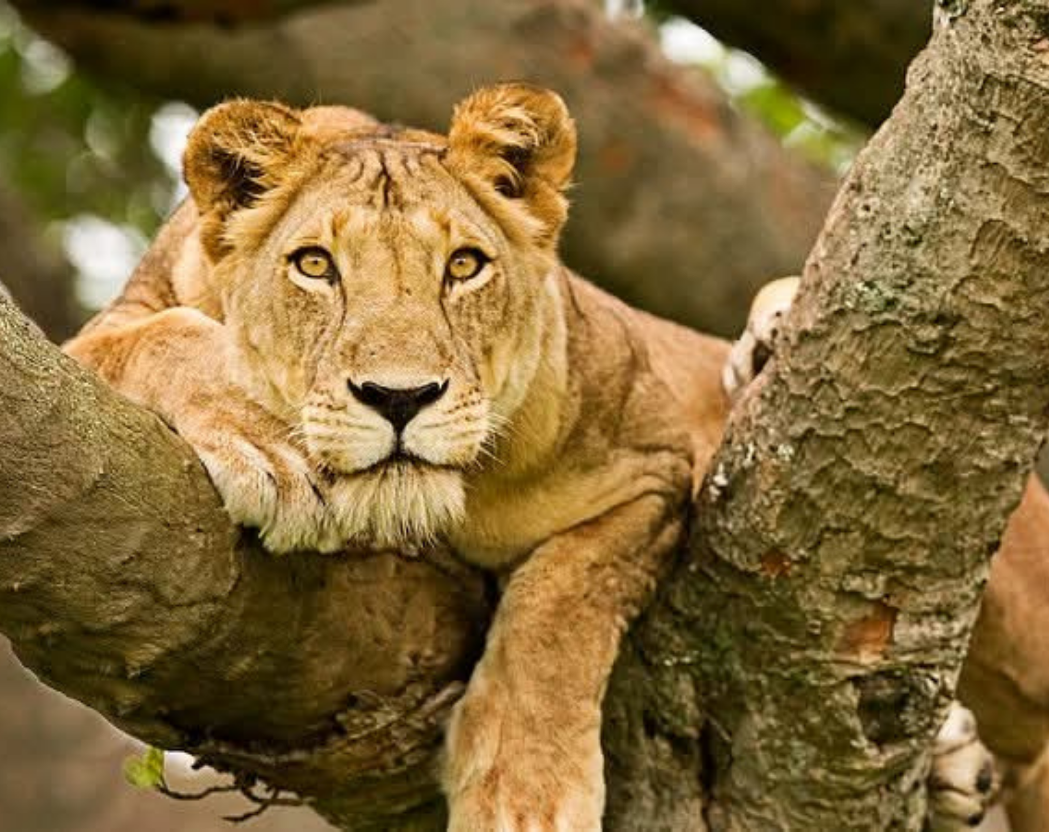  5 Days Uganda Safari Gorillas,Wildlife & Lake Bunyonyi