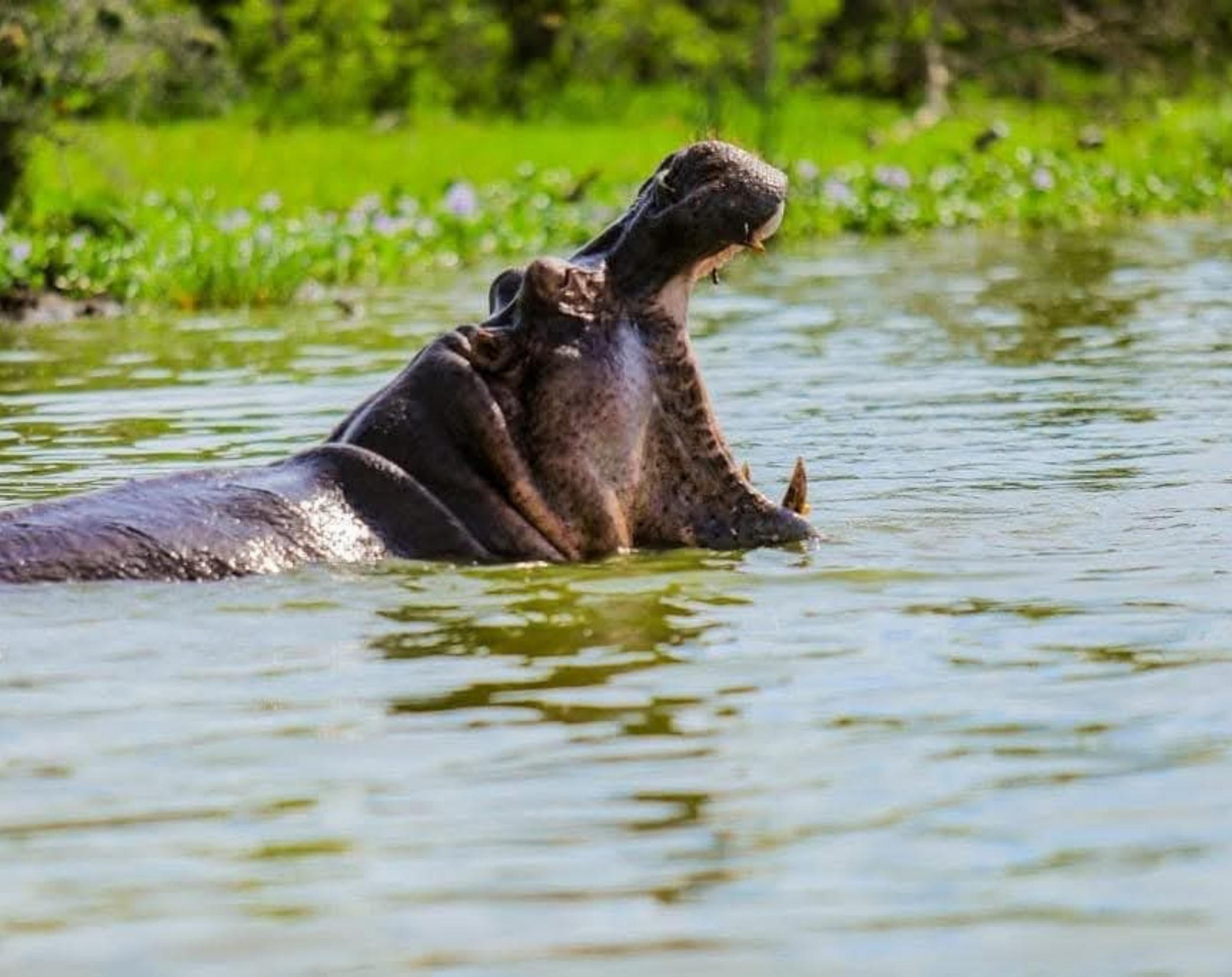  5 Days Uganda Safari Gorillas,Wildlife & Lake Bunyonyi