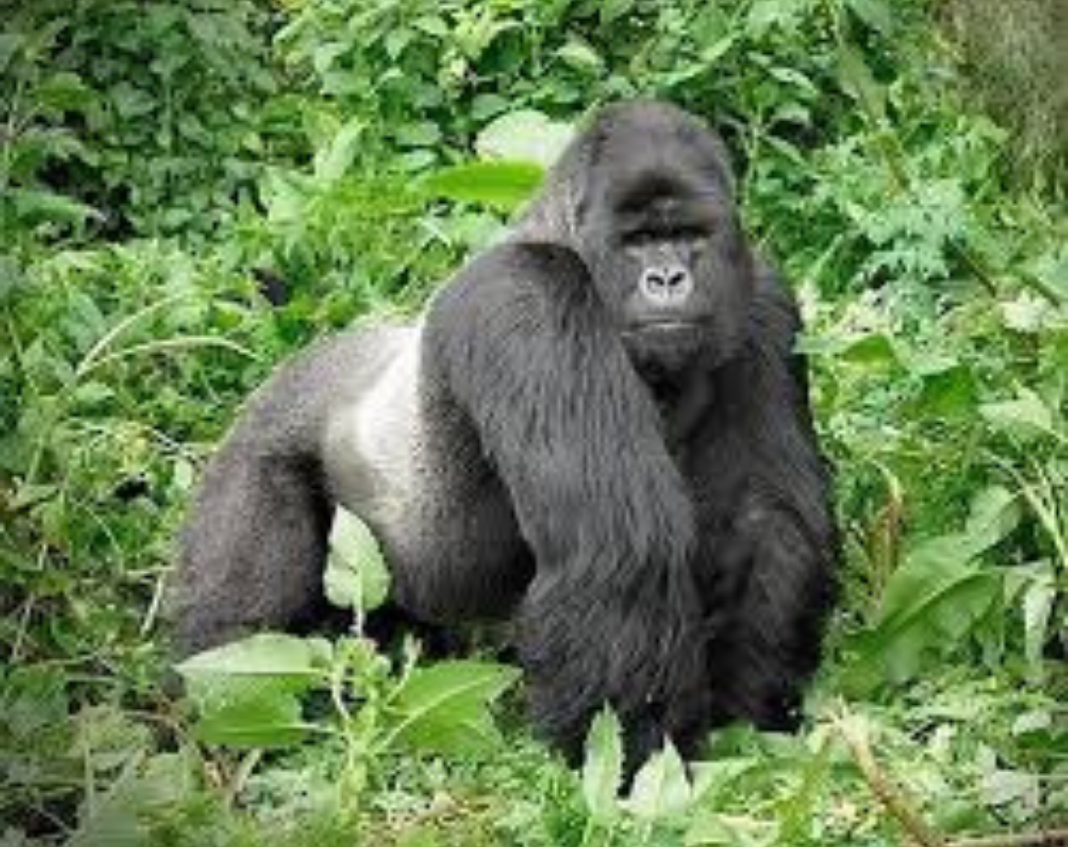 6 Days Uganda Safari – Gorillas, Savannah & Lake Escape
