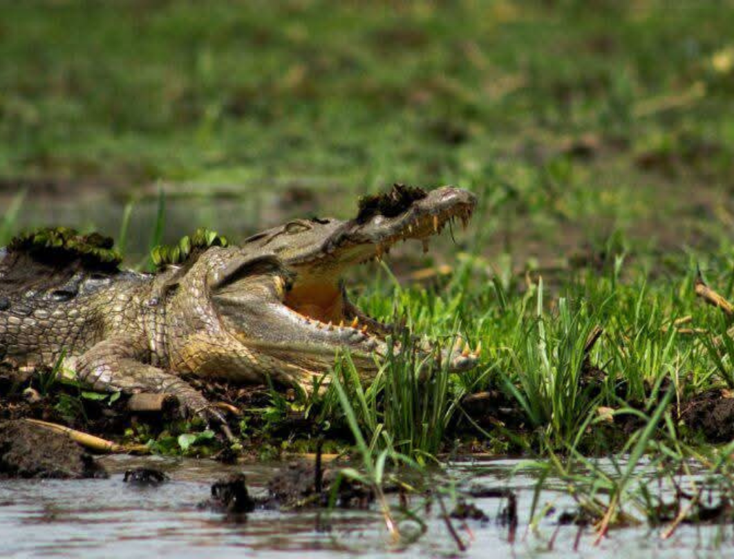 6 Days Uganda Safari – Gorillas, Savannah & Lake Escape
