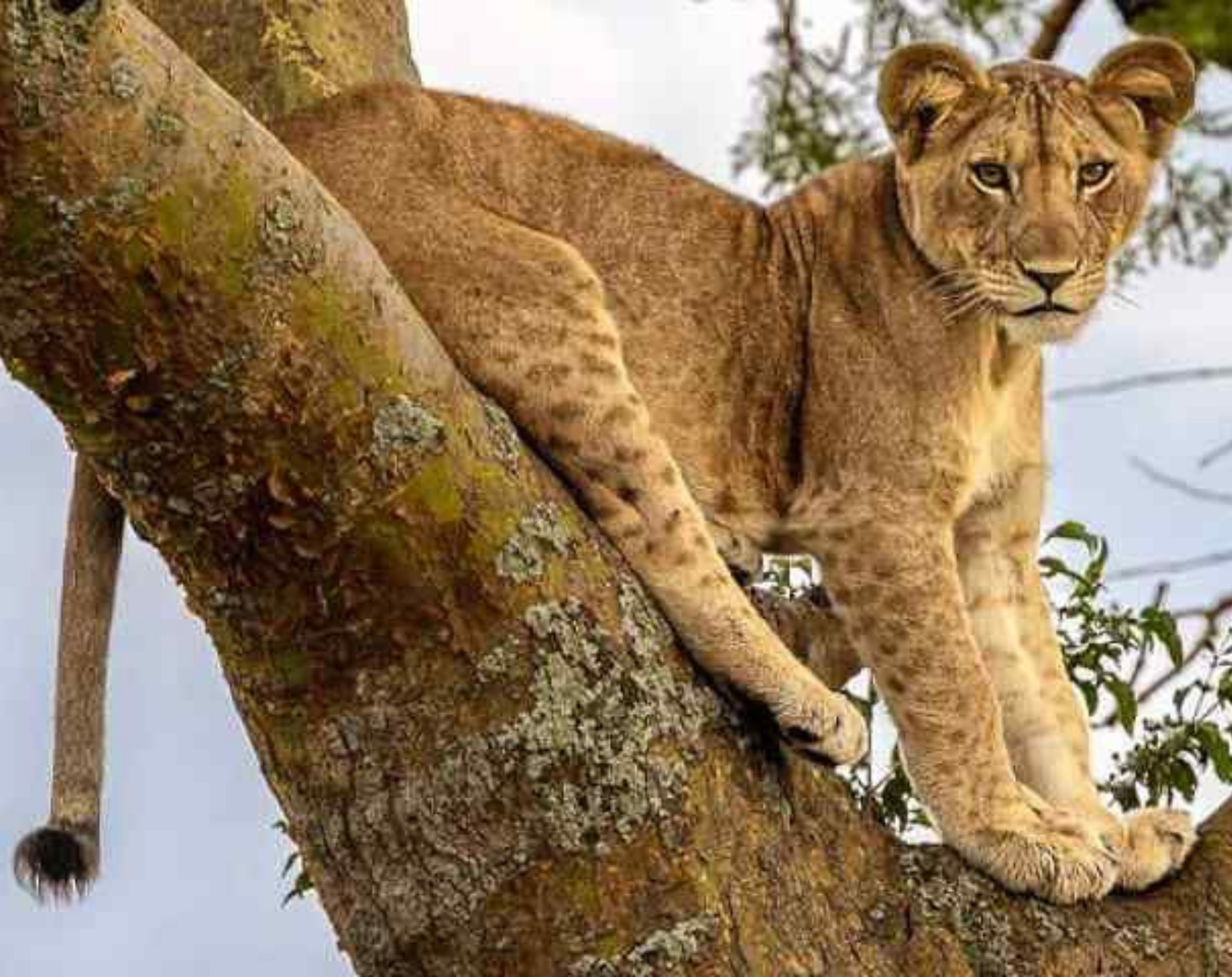 7 Days Uganda Safari – Primates, Savannah & Gorilla Adventure