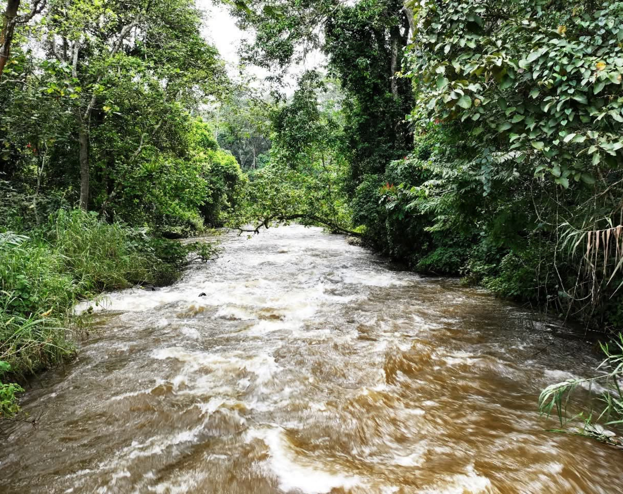 7 Days Uganda Safari – Primates, Savannah & Gorilla Adventure