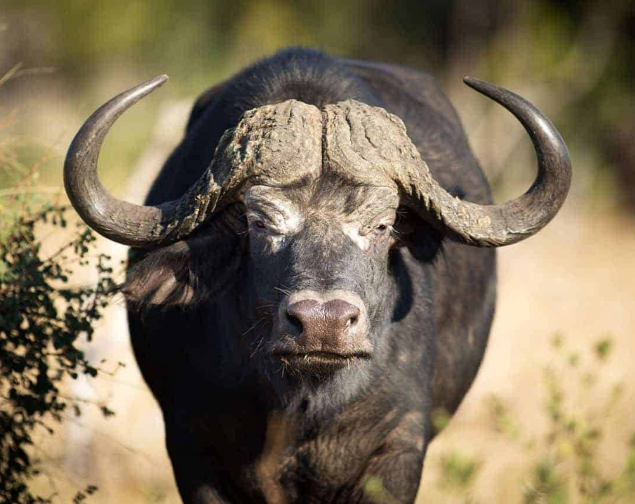 9 Days Best Of Uganda Safari – Wildlife, Primates & Scenery 