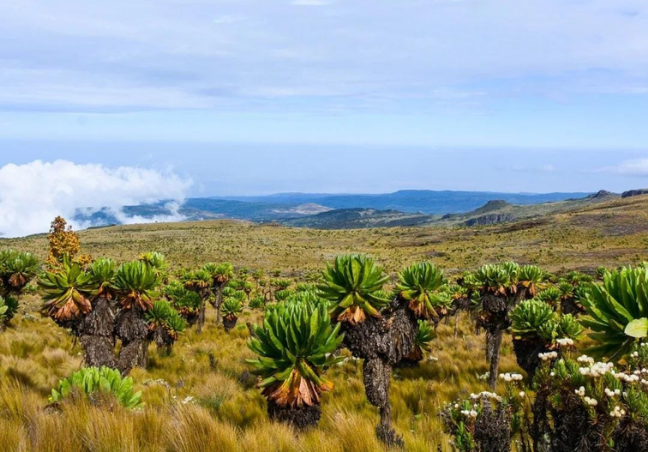Mount Elgon Trekking