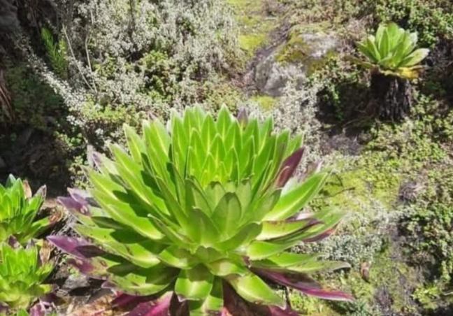 Mount Elgon Trekking