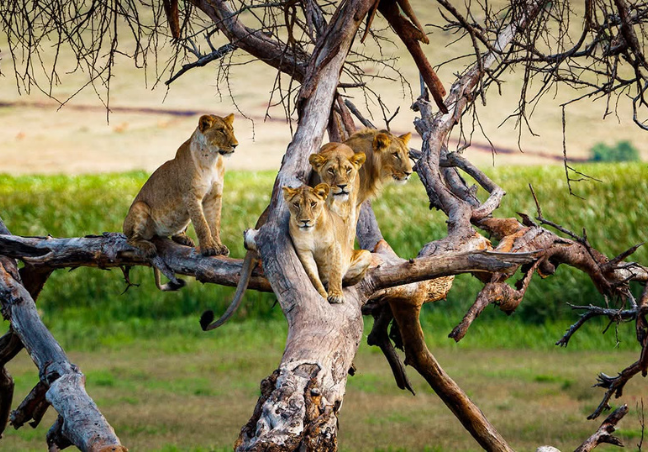 6 Days Uganda Safari – Gorillas, Savannah & Lake Escape
