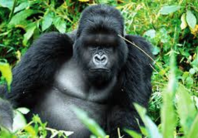 Uganda Walking Safari – Lake Mburo & Bwindi Experience