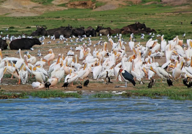 5 Days Uganda Safari – Murchison Falls & Chimpanzee Trekking
