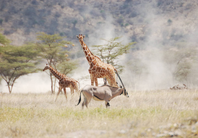 9 Days Kenya Ultimate Luxury Safari Experience