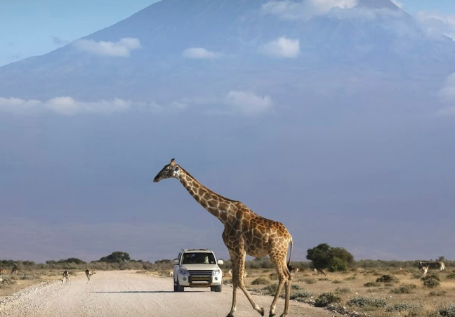 Amboseli Budget Safari