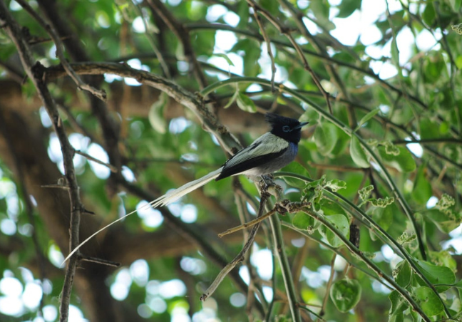 Maasai Mara Bird Watching Safari