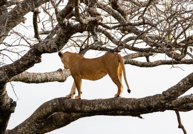 9 Days Tanzania Budget Camping Safari