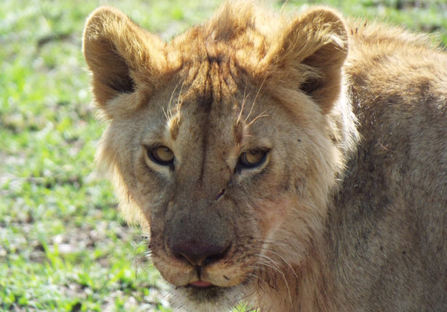 12 Days Tanzania Budget Camping Safari