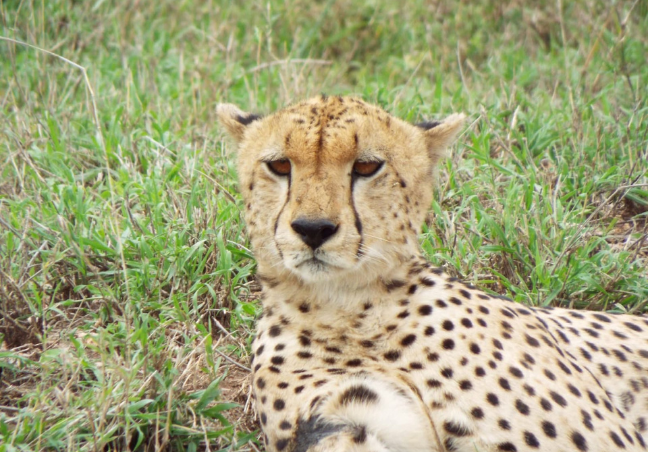 12 Days Tanzania Budget Camping Safari