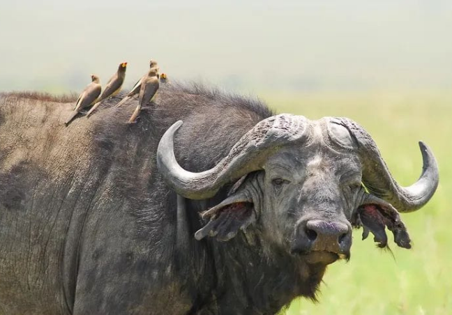 2 Days Tanzania Budget Camping Safari