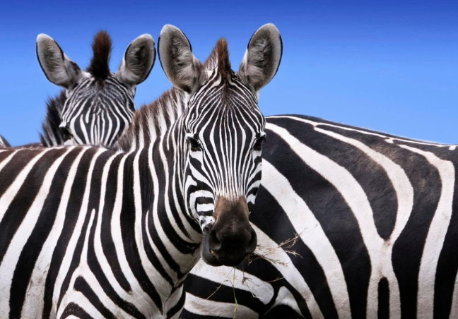 4 Days Tanzania Budget Camping Safari