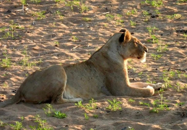 5 Days maasai Mara Budget Safari Experience