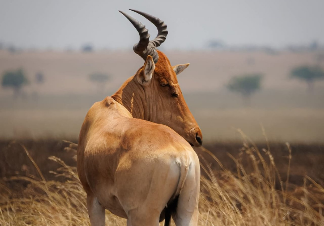 6 Days Tanzania Budget Camping Safari