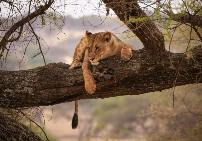 7 Days Tanzania Budget Camping Safari