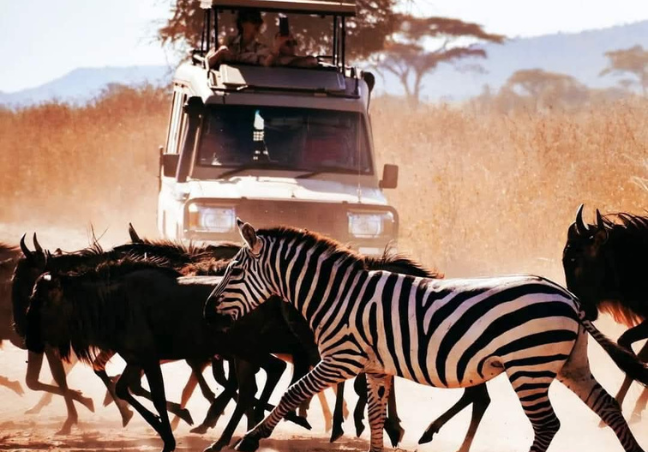 8 Days Tanzania Budget Camping Safari