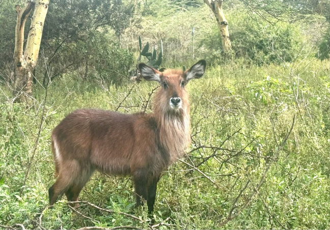 Maasai Mara,Nakuru & Samburu Bugdet Safari
