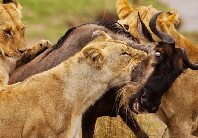 Maasai Mara, Amboseli & Lake Nakuru Budget Safari