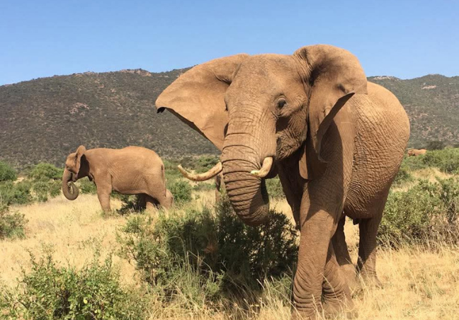 8 Days Explore Kenya Budget Safari