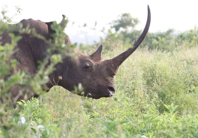 9 Days Explore Kenya Budget Safari