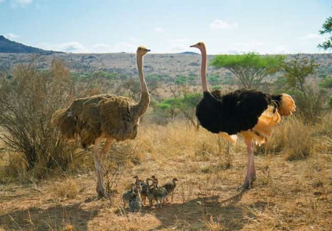 13 Days Explore Kenya Budget Safari