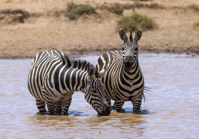 14 Days Explore Kenya Budget Safari
