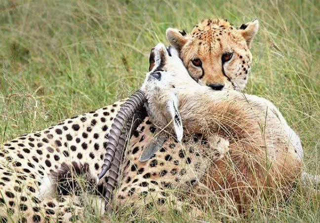 Maasai Mara Budget Safari