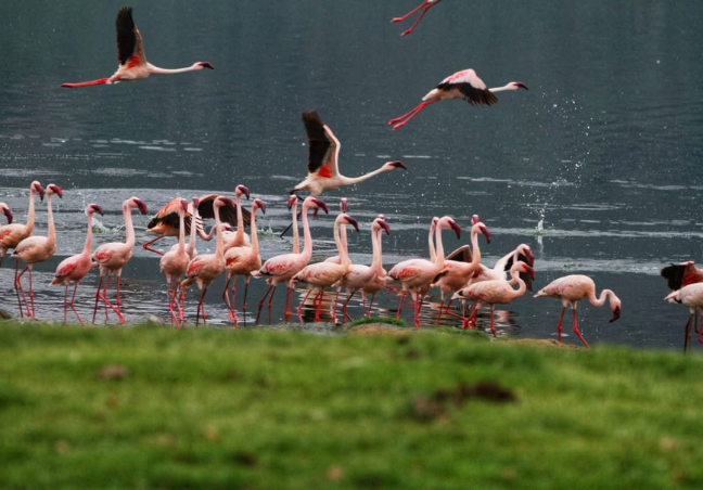 Maasai Mara & Nakuru Budget Safari