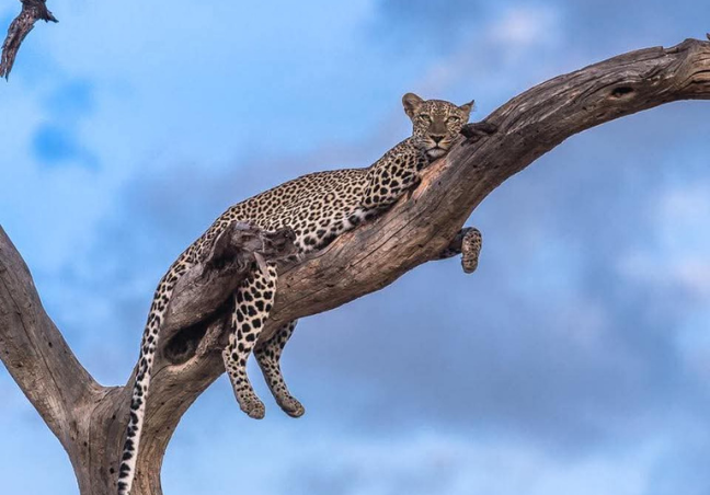 Maasai Mara Classic Budget Safari