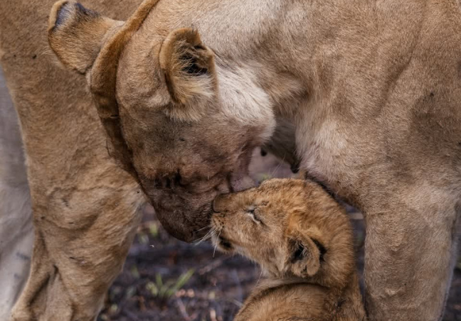Kenya & Tanzania Combined Safari