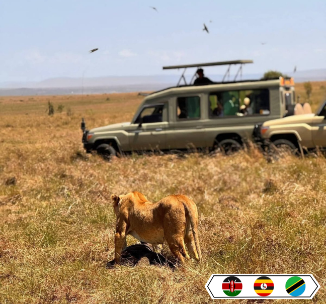 Combined Safari