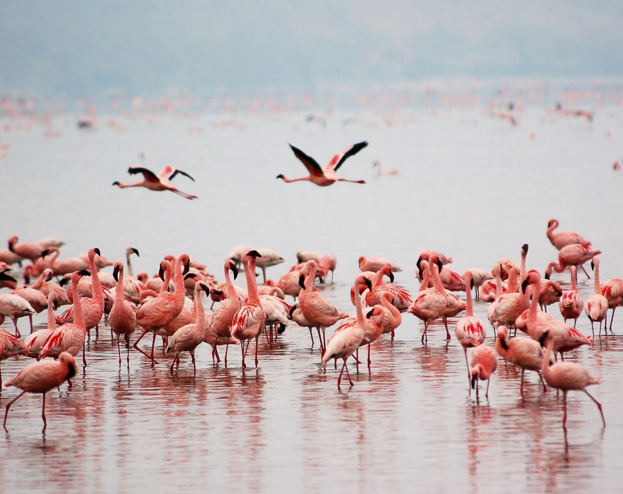 10 Days Kenya Luxury Bush To Beach Safari