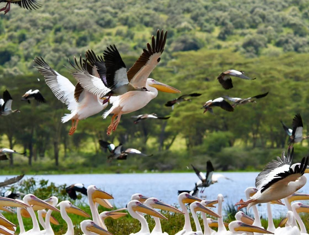 10 Days Kenya Luxury Bush To Beach Safari