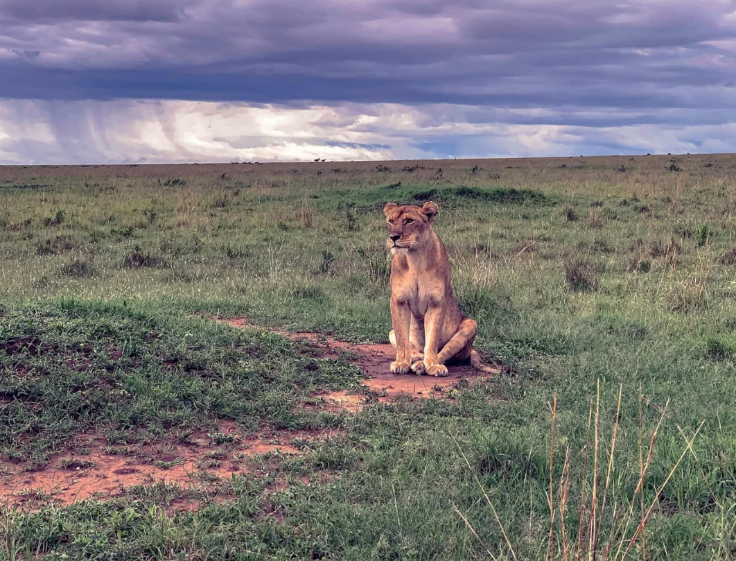 10 Days Kenya Luxury Bush To Beach Safari